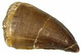 Fossil Mosasaur (Thalassotitan) Tooth - Morocco #374604-1